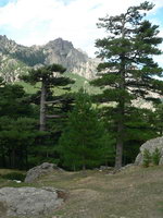 Korsika Col de Bavella Bäume